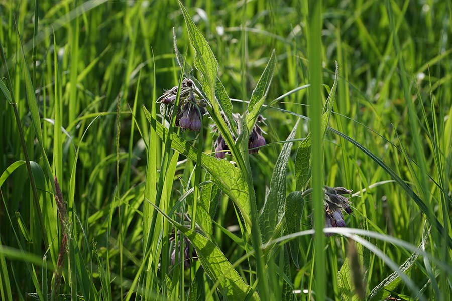Riet en grasland in laag tegenlicht