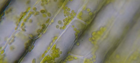 Zonnestraling, fotosynthese en koolstofvastlegging