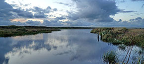 Water en vegetatie in een vochtige omgeving