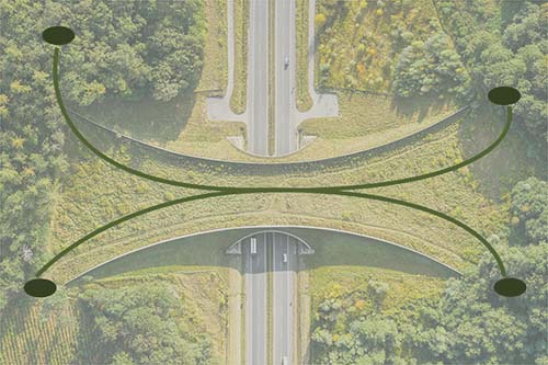 Dezelfde soort verdeeld over meerdere afzonderlijke leefgebieden