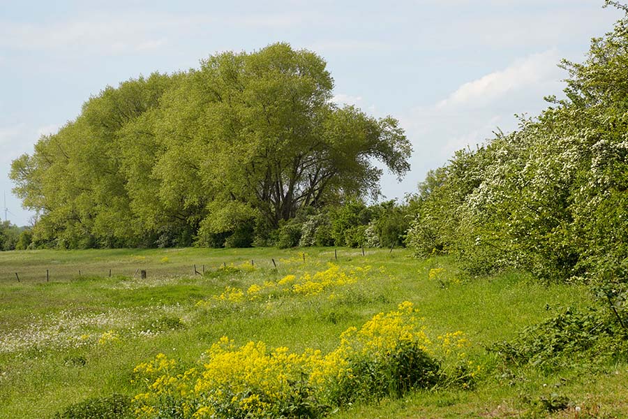 Dynamisch landschap in de Lage Landen met water en vegetatie