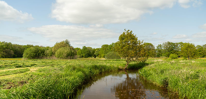 Een korte film uit de natuur.