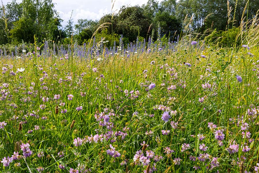 Een bloemrijke berm vormt een kleine gemeenschap waarin veel plantensoorten dicht bij elkaar voorkomen.