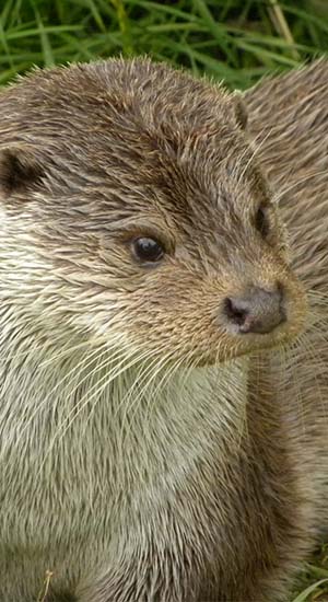 Otter