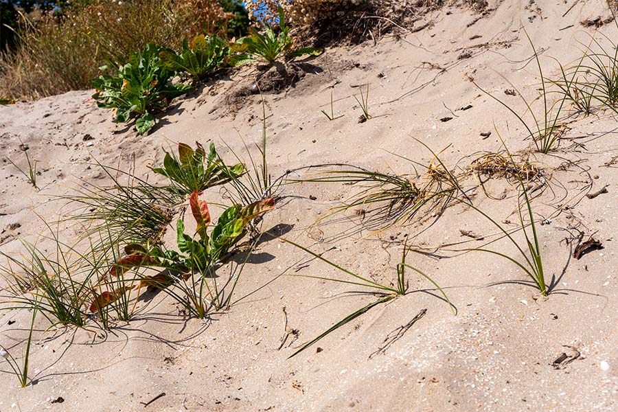 Pioniervegetatie met jonge grassen en kruiden op open duinzand.