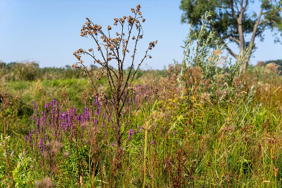 Kruidenrijke ruigte met planten van verschillende hoogtes en groeivormen
