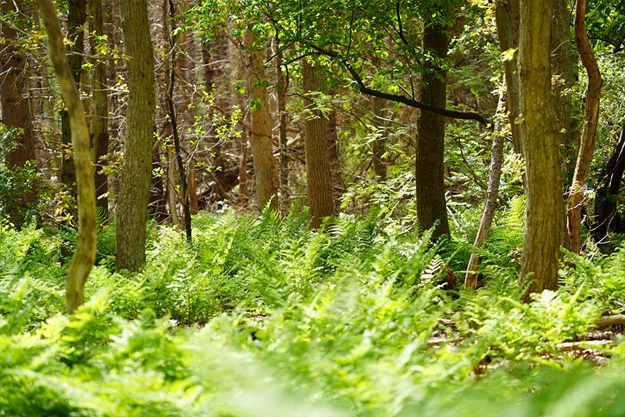 Open plek in een bos met jong groen, oudere bomen, licht op de bodem en dood hout