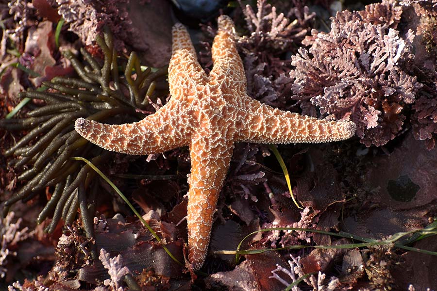 Oranje Pisaster ochraceus tussen wieren en andere organismen op een rotsige kust.