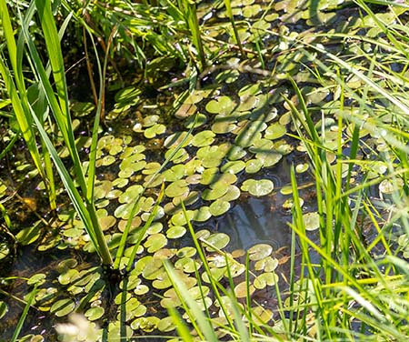 Helder slootwater met waterplanten en drijvende bladeren tussen oevervegetatie.