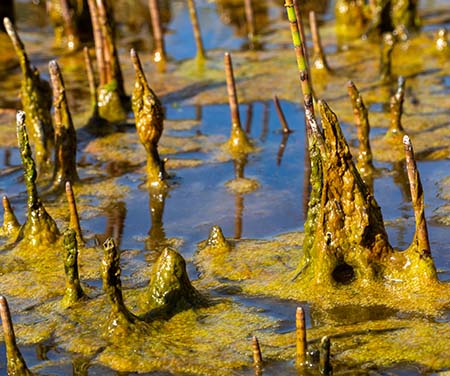 Troebel slootwater met algen en afgestorven of sterk begroeide waterplanten.