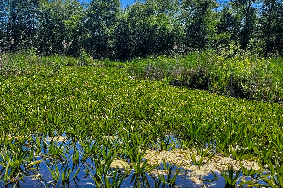 Dichte velden krabbescheer in een ondiep laagveenmoeras, met riet en andere oevervegetatie langs de rand.