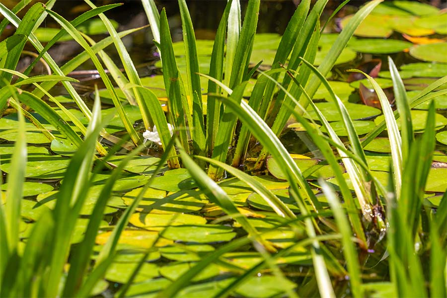 Dichte begroeiing van krabbescheer en andere waterplanten in een ondiepe sloot.