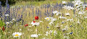 Bloemrijke berm waarin planten en insecten tegelijk zichtbaar zijn