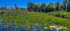 Sloot of plas met waterplanten, open water en oevervegetatie