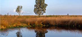 Slootkant met water, oeverplanten en de overgang tussen water en land