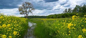 Gelaagd grasland of waterkant met planten, insecten en verschillende vegetatielagen