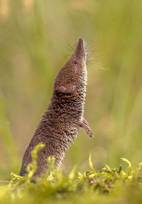 spitsmuis