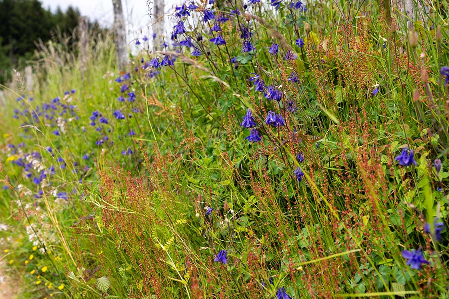 Een soortenrijke wegberm bestaat uit meer dan een verzameling planten.