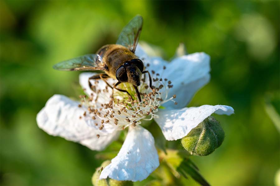 Zweefvlieg op een witte bloem, van dichtbij gefotografeerd.