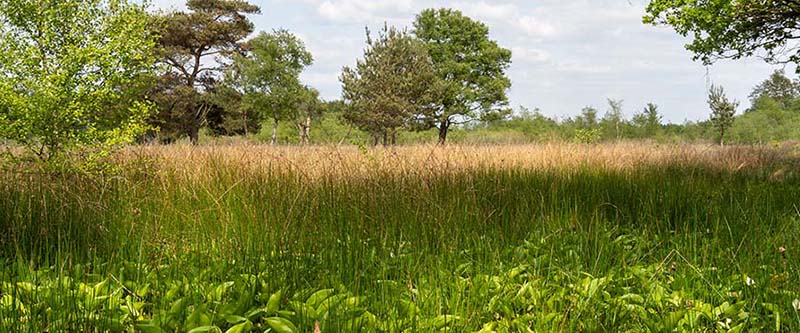 Gemeenschappen en ecosystemen