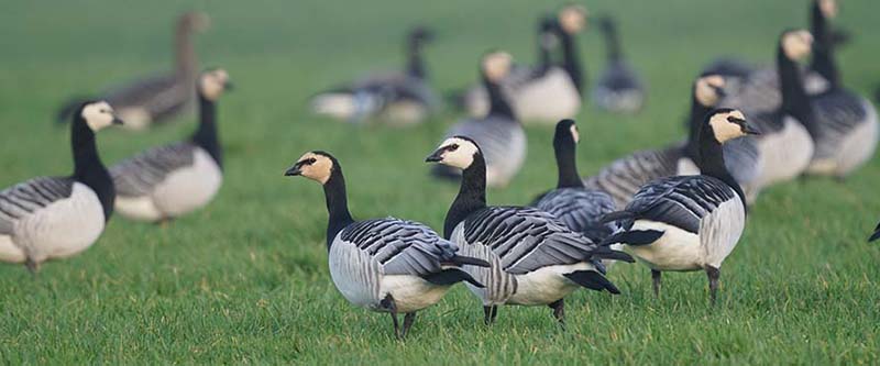 Individuen en populaties