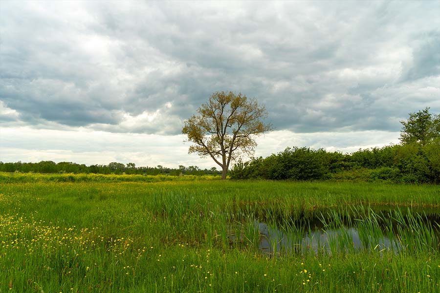 Een gevarieerd landschap met water, oevers, grasland, struweel en bosranden