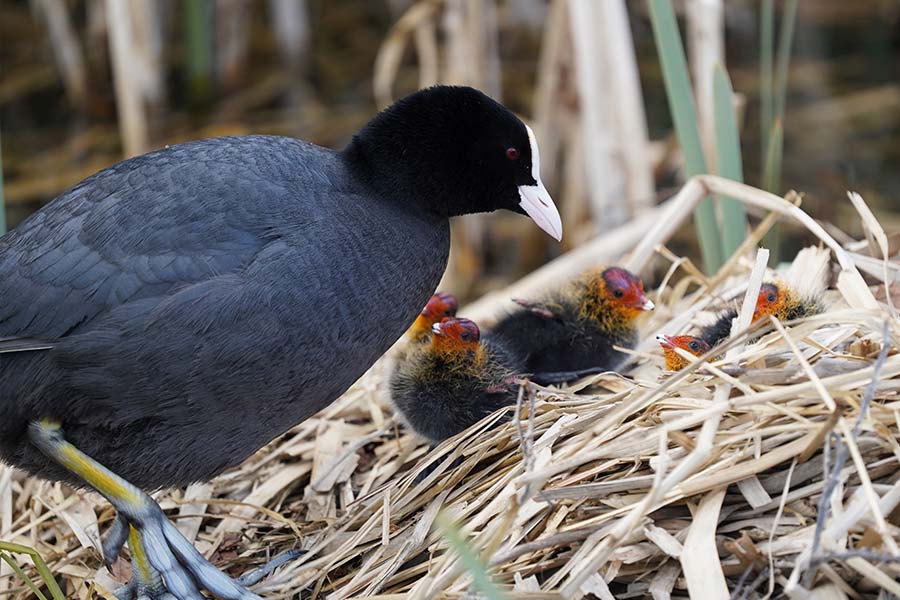 Jonge dieren binnen een broedsel wachten op voedsel