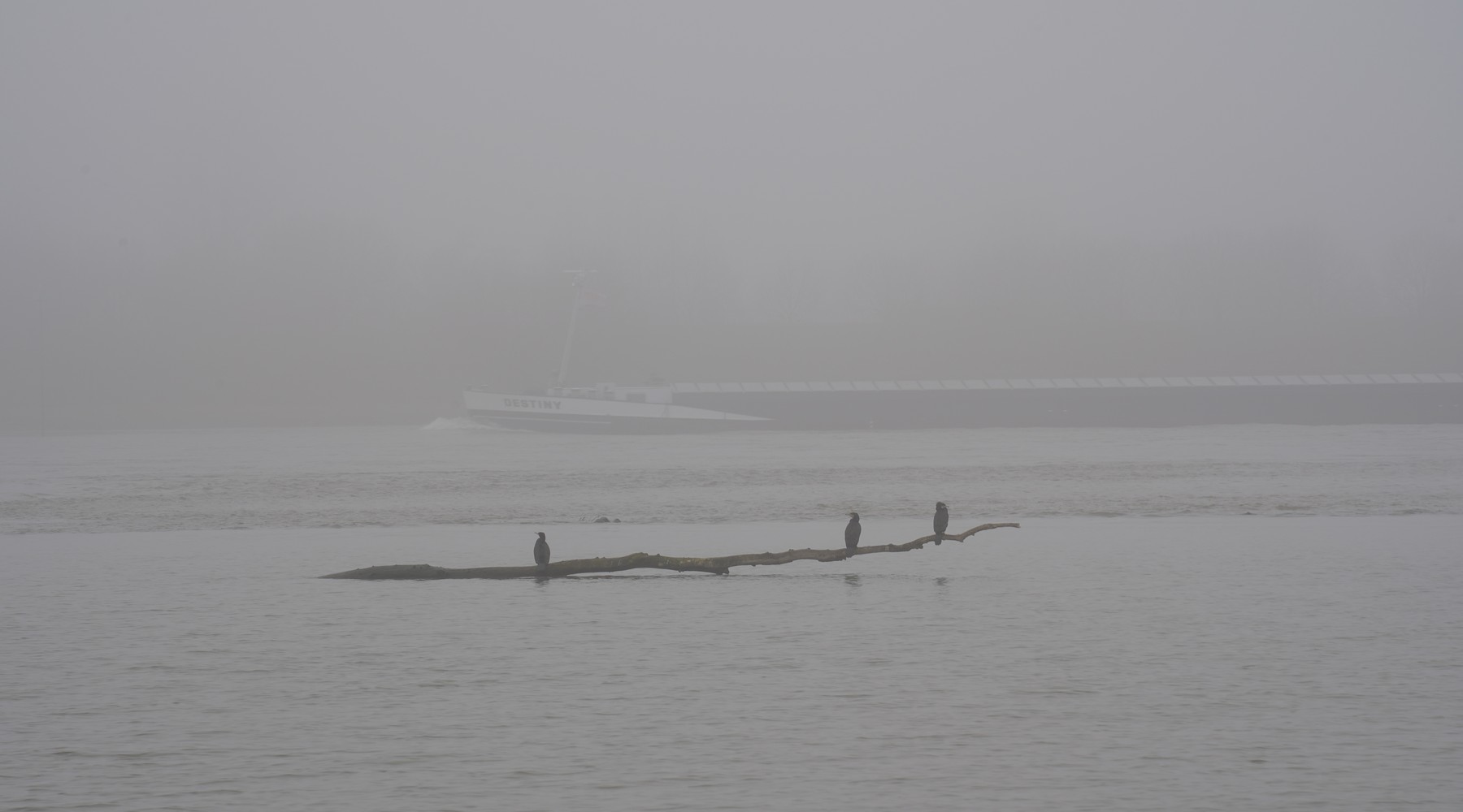 Vogels op een boomstam in mistig open water