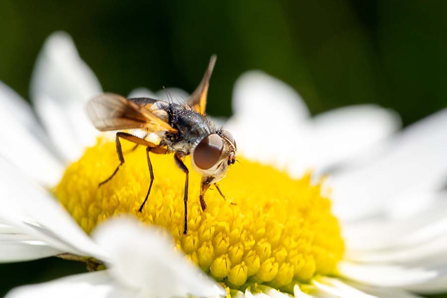 Een scheerwesp verzamelt voedsel op een margriet