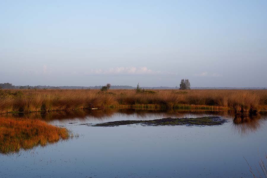 Water en vegetatie als onderdeel van de koolstofkringloop