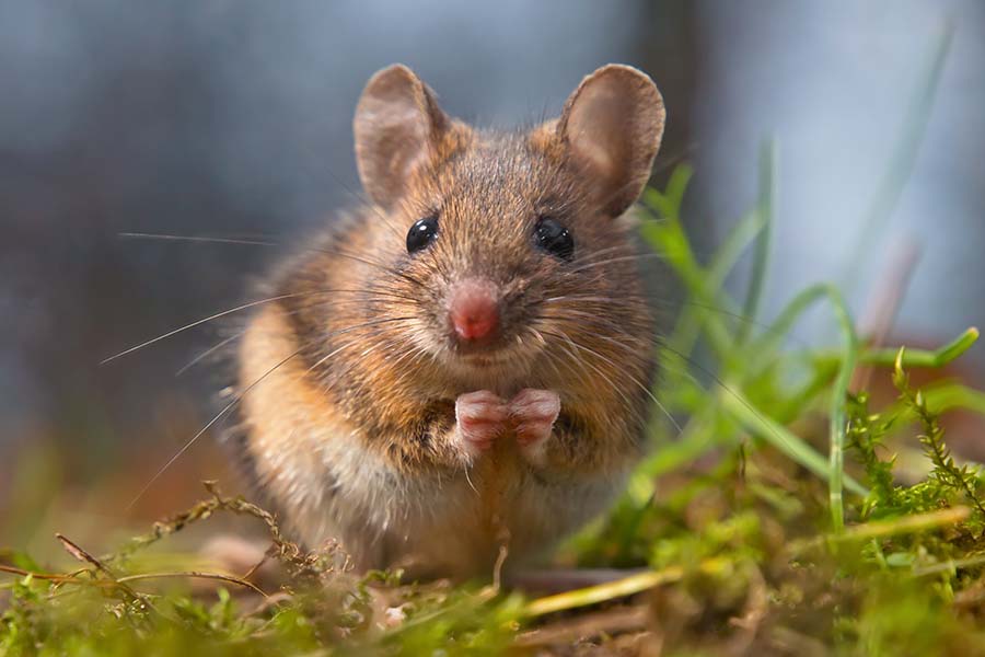 De bosmuis is prooi voor verschillende predatoren.