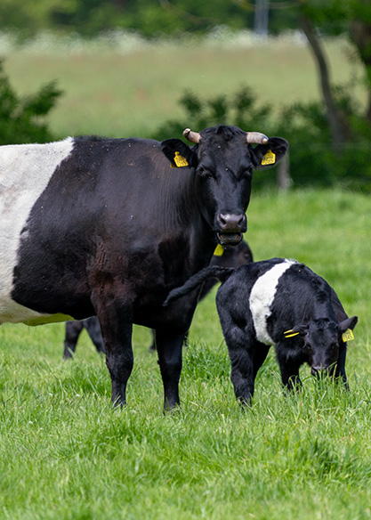 Lakenvelder koe met kalf grazend in een weiland