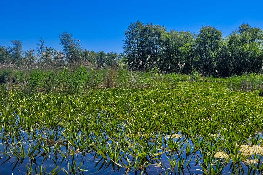 Krabbescheer als indicator voor helder water