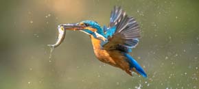 Eten of gegeten worden