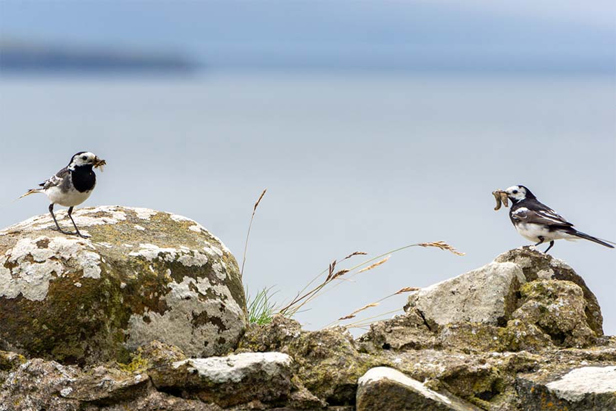 Twee vogels met gevangen insecten in de snavel.