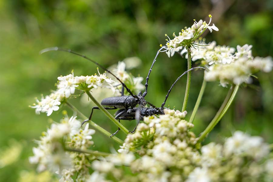 Insecten op witte bloemen