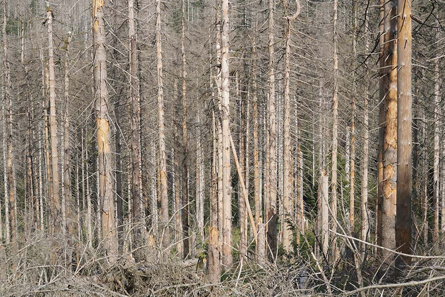 Dode bomen als gevolg van monocultuur