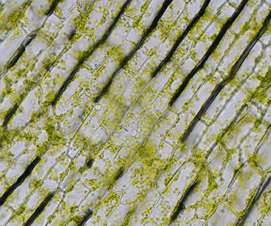 Mos op een dak of tegelstructuur, in groene diagonale patronen