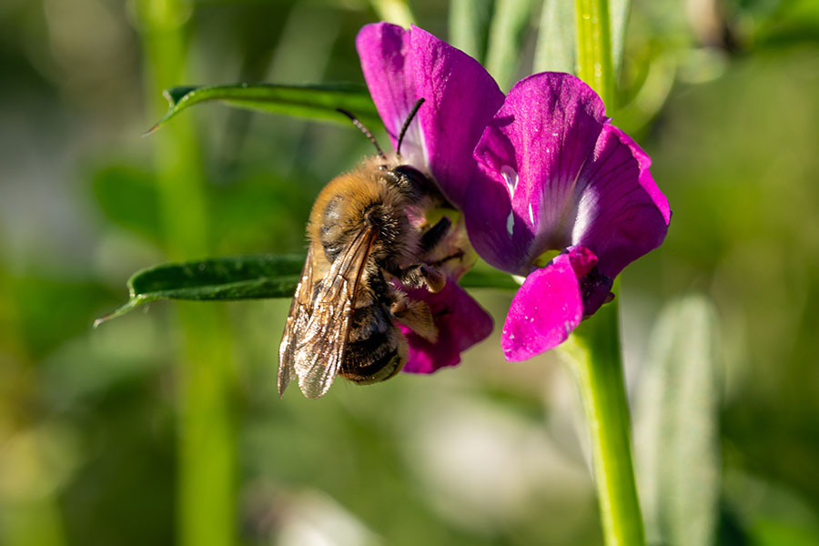 Bij op bloem